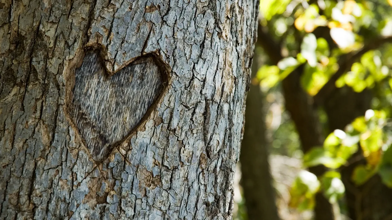 Heart carved into tree bark