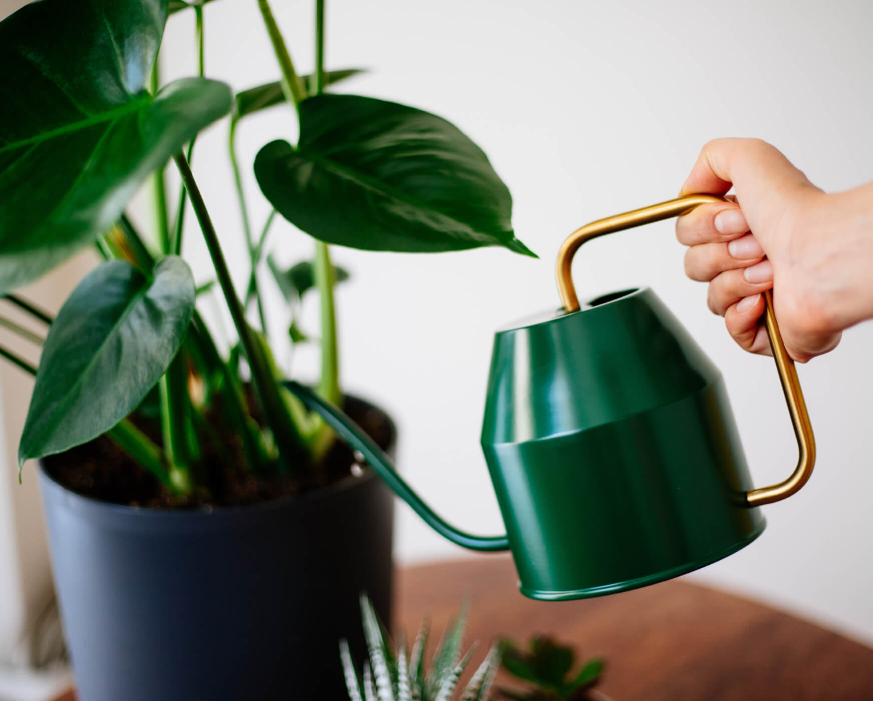 Hand holding green watering can over a potted plant.