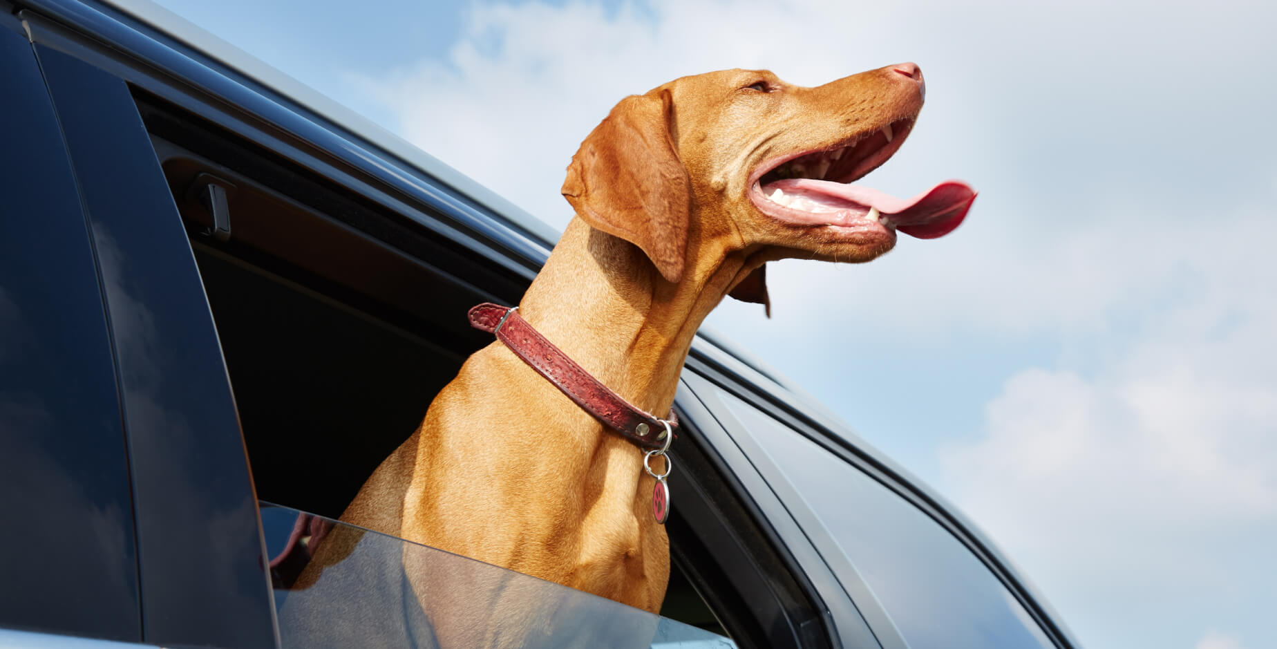 Dog with head out of car window, tongue out.